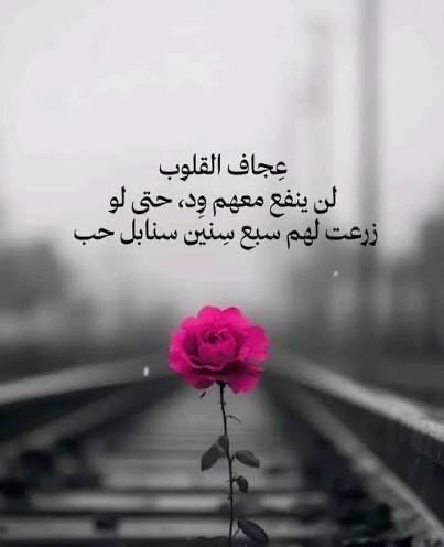 turkibander22's tweet photo. عِجاف القلوب لن ينفع معهم وُد 
حتى ولو زرعت لهم سبع سنين سنابل حُب .. https://t.co/d6C4Lw4V2p