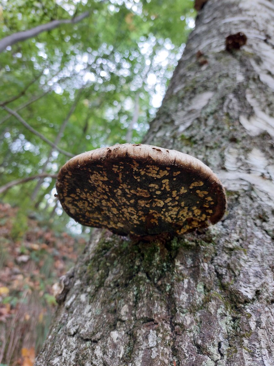 luca_bergamasco's tweet photo. #FungiFriday #MushroomMonday #fungi #mushrooms #FungiFriends #tree #TreeClub https://t.co/LSsOEfB1Rx