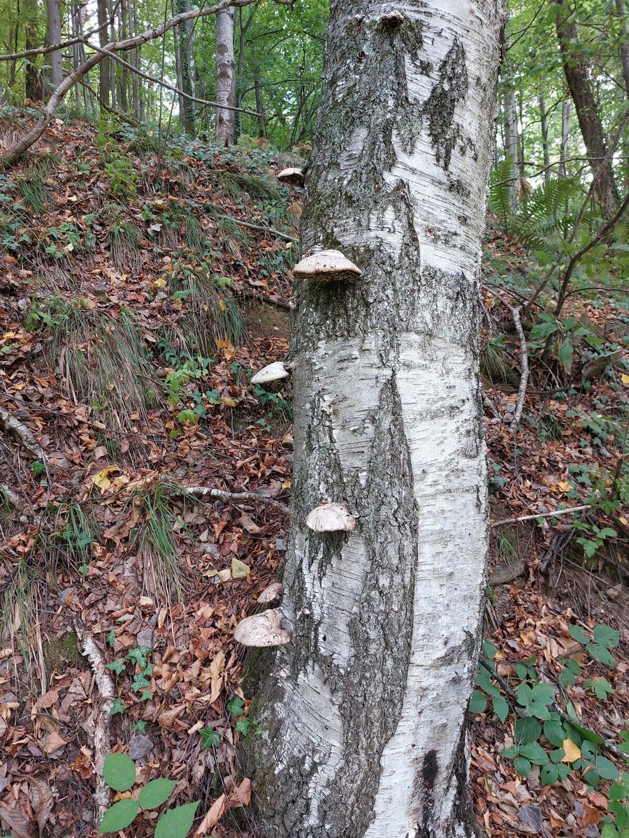 luca_bergamasco's tweet photo. #FungiFriday #MushroomMonday #fungi #mushrooms #FungiFriends #tree #TreeClub https://t.co/LSsOEfB1Rx