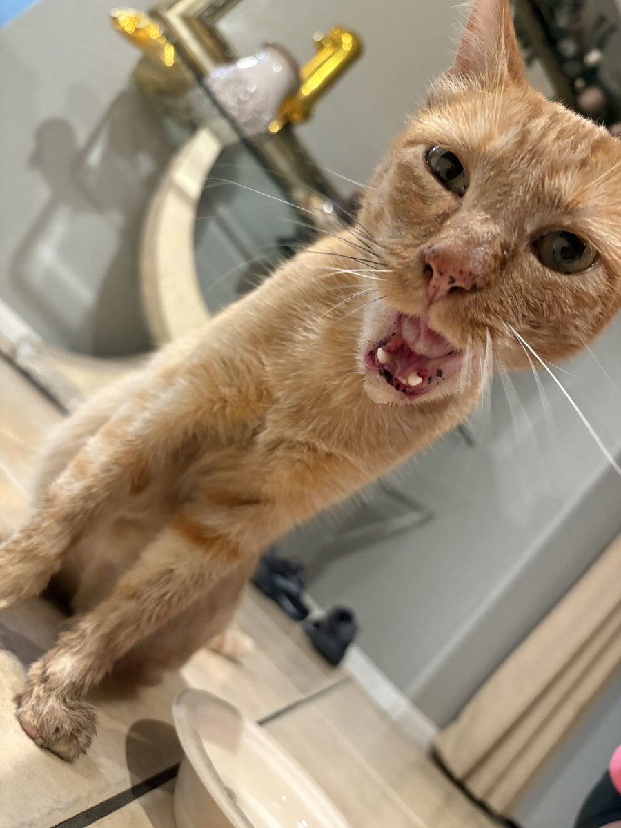 tally885's tweet photo. I really really really hate to be that person but my cat went missing for a few days and he came back with what looks like a broken jaw (vet confirmed) and the bills are COSTLY….he means everything to me and it’d mean the world if you could spare anything for him + (link below) https://t.co/Hgf1AHw5xe