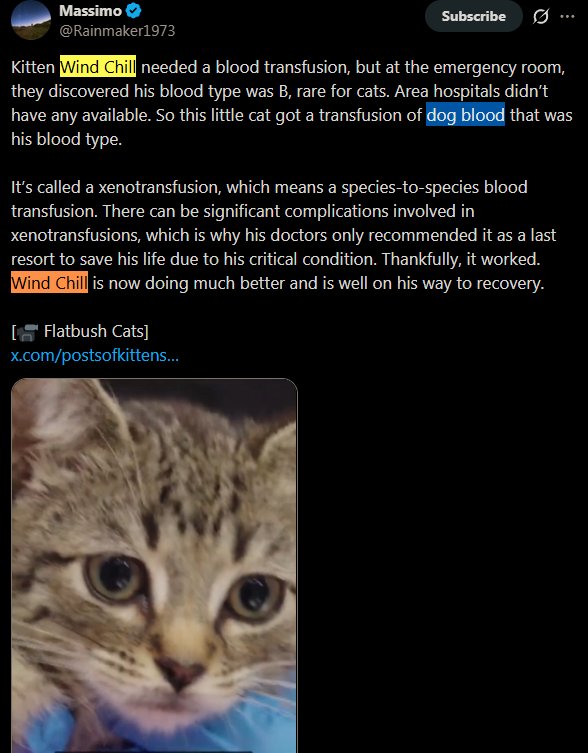 prottlegang11's tweet photo. Wtf just posted by Rainmaker - THIS CAT GOT SAVED AFTER GETTING INJECTED WITH DOG BLOOD.

This biologically makes her a "Cat Dog" - literally the worlds first IRL Coge?
https://t.co/DXj37ZFjdf https://t.co/3oOsR3E3TG