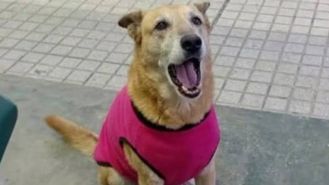 infobae's tweet photo. UN HOMBRE FUE IMPUTADO POR MALTRATO ANIMAL TRAS DARLE UN GOLPE EN LA CABEZA Y MATAR A UNA PERRA EN CÓRDOBA

La muerte de Tita, una perra comunitaria que vivía en la zona céntrica de San Francisco, Córdoba, generó conmoción entre vecinos y organizaciones proteccionistas después de que un hombre la atacara. 

Días después del hecho, la investigación judicial avanzó con la detención de un sospechoso de 33 años. El acusado fue formalmente imputado en relación con presuntos hechos de maltrato animal en el marco de la Ley 14.346.

Infobae📎https://t.co/26MT8G3qgW