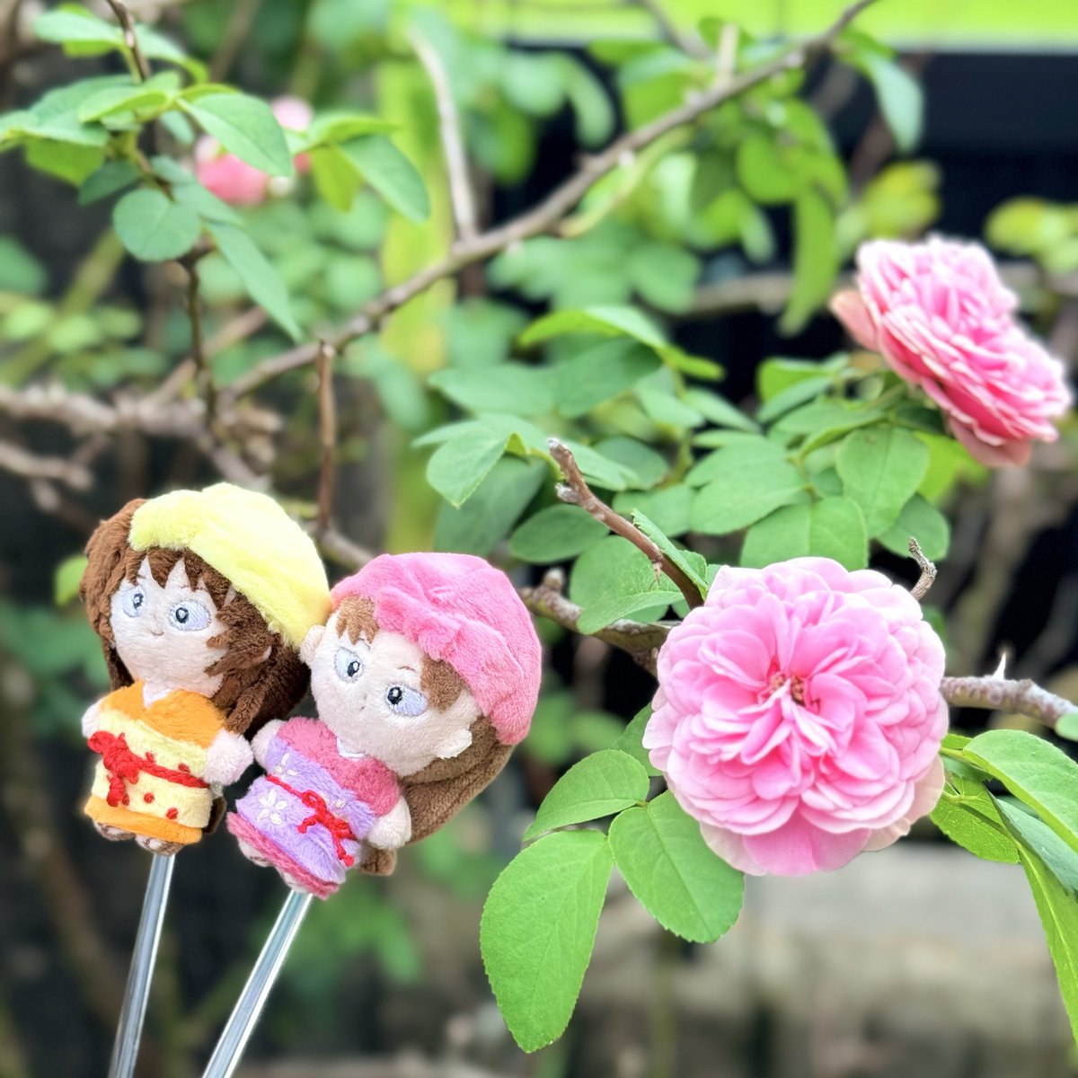 ohagi_yofune's tweet photo. ﾔﾏﾀﾞ姉妹と夏ばら https://t.co/RnnEn8AbeY