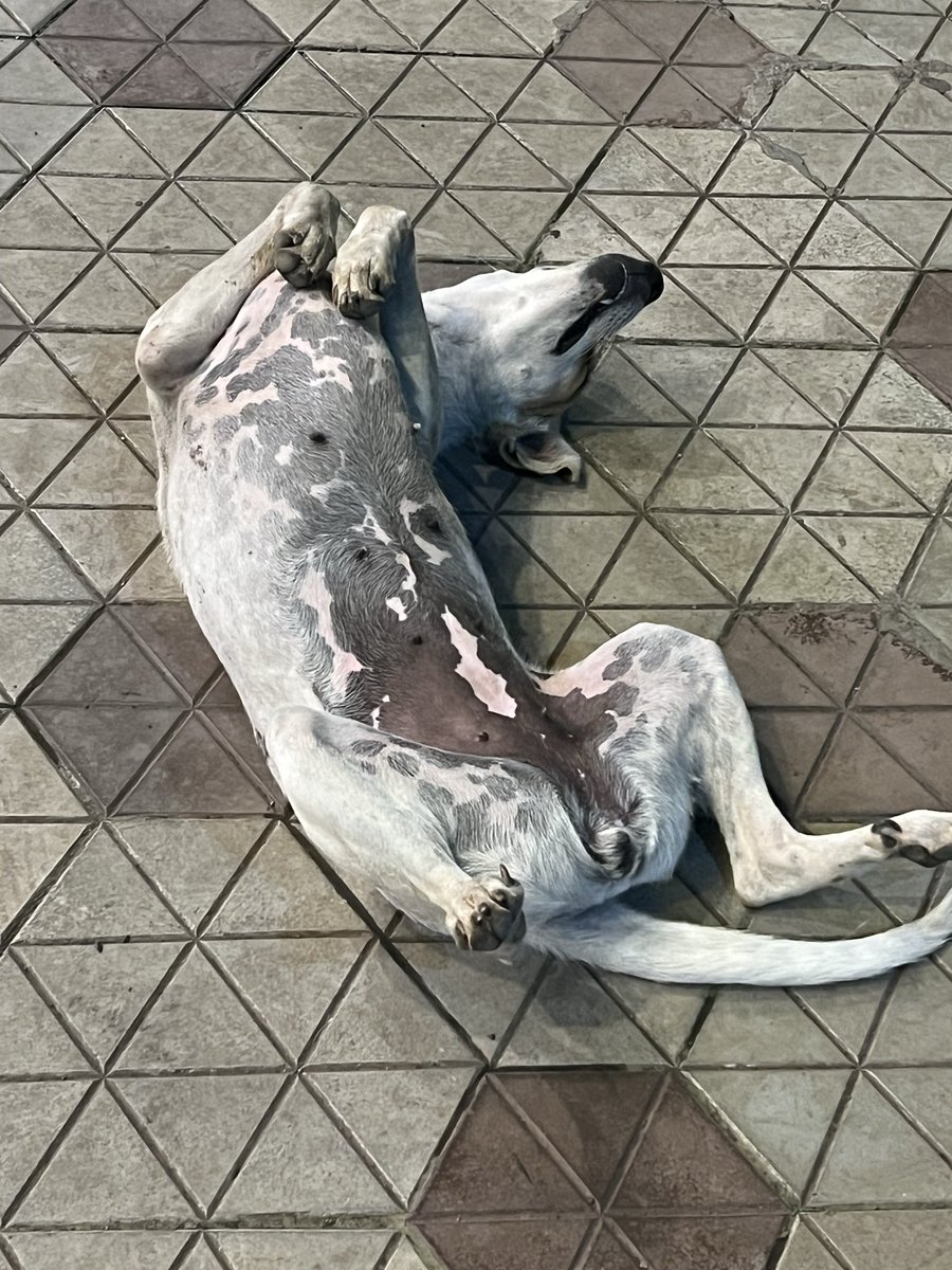 Puntantra's tweet photo. Dog’s life or God’s life?!

#Relax #LifeMusings 
#Majjaanilife
#NoWorries https://t.co/C2tZ7poZN3