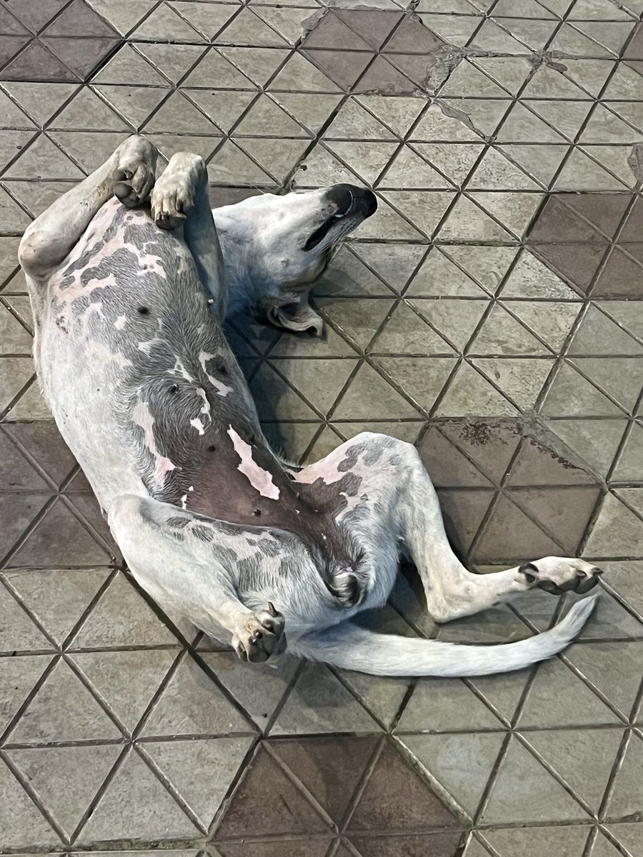 Puntantra's tweet photo. Dog’s life or God’s life?!

#Relax #LifeMusings 
#Majjaanilife
#NoWorries https://t.co/C2tZ7poZN3