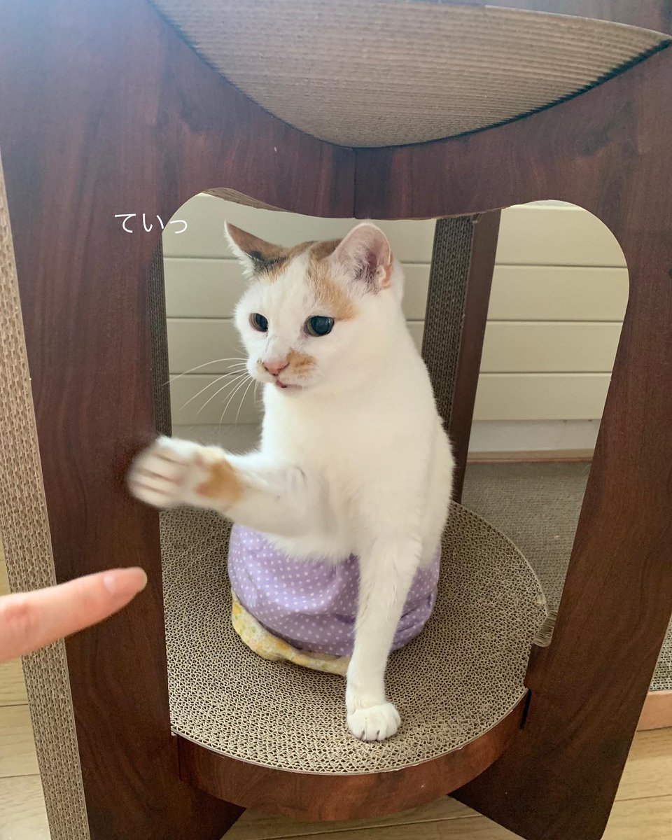 LelahLitman's tweet photo. 距離感を掴むのが苦手なのは、きっと世界を少しだけ遠くから眺め���いたいっていう防衛本能なのかもしれないね。ふとそんなことを考えた。 https://t.co/7J2SypJ34V