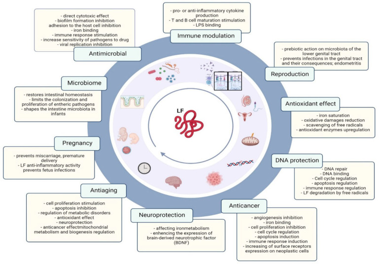 Elijahkrings's tweet photo. The Lactoferrin paradox:

How can one molecule selectively kill more pathogenic strains of bacteria, while at the same time stimulating the growth of beneficial Bifidobacteria?

It has to do with its structural motif containing cysteine residues, leading to a disulfide bridge

As it turns out, bifidobacteria evolved to have a receptor binding the glycoprotein, which seems to act as a growth stimulant

LF can provide carbons to be used in anabolic growth processes. This is only happening if the disulfide bridge is not reduced

One the other hand, by interacting with LPS on the outer membrane LF can destabilize the membrane of gram-negative bacteria, which leads to death of said bacteria

Been an interesting find to an interesting question