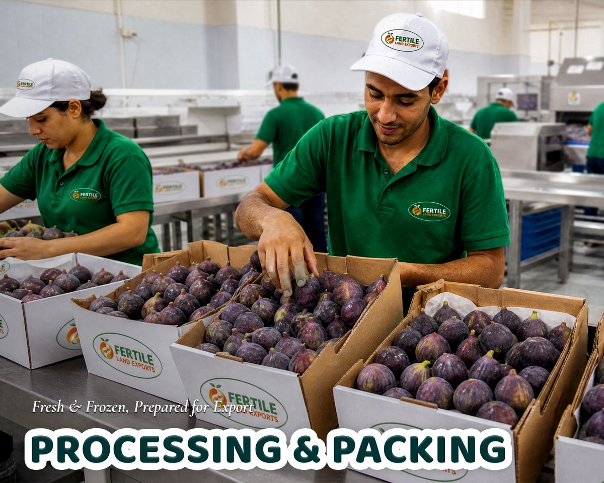FertileL55544's tweet photo. Premium #EgyptianFigs, carefully selected and professionally prepared for fresh and frozen export markets 🌿📦
Fertile Land Exports — Egyptian quality, ready for global business.
📩 📱 WhatsApp: +20 12 21166523🌐 https://t.co/CBjbMPAslX