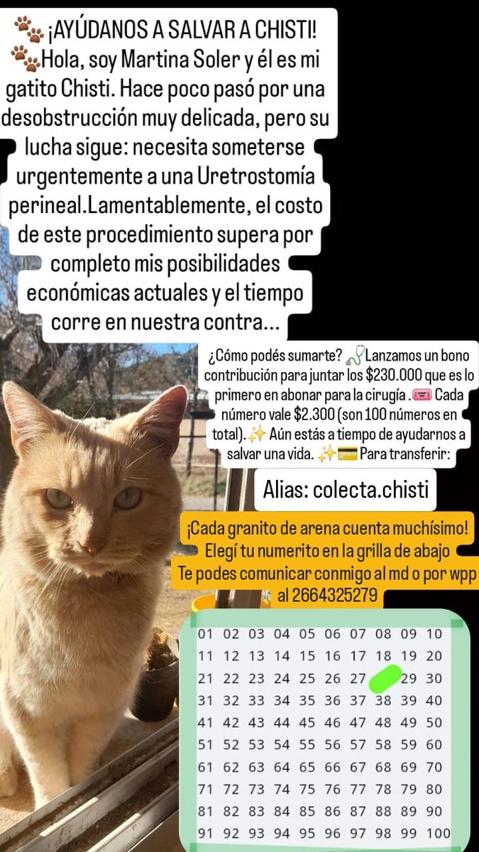 Martiisoler1998's tweet photo. Hola buenas noches! Quien desee colaborar será bienvenido, también estamos juntando premios para organizar una rifa para terminar de saldar el resto.
Desde ya mucha gracias 🙏🏻🙏🏻 https://t.co/QCNKr1ZQIk