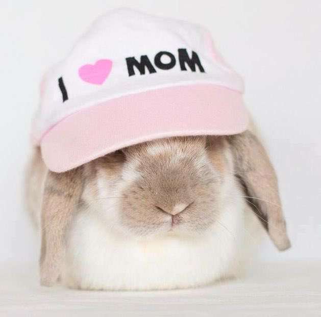 pn20realandtrue's tweet photo. bnumy. numyy bunny bunny bunny https://t.co/rIgHYXCEWH