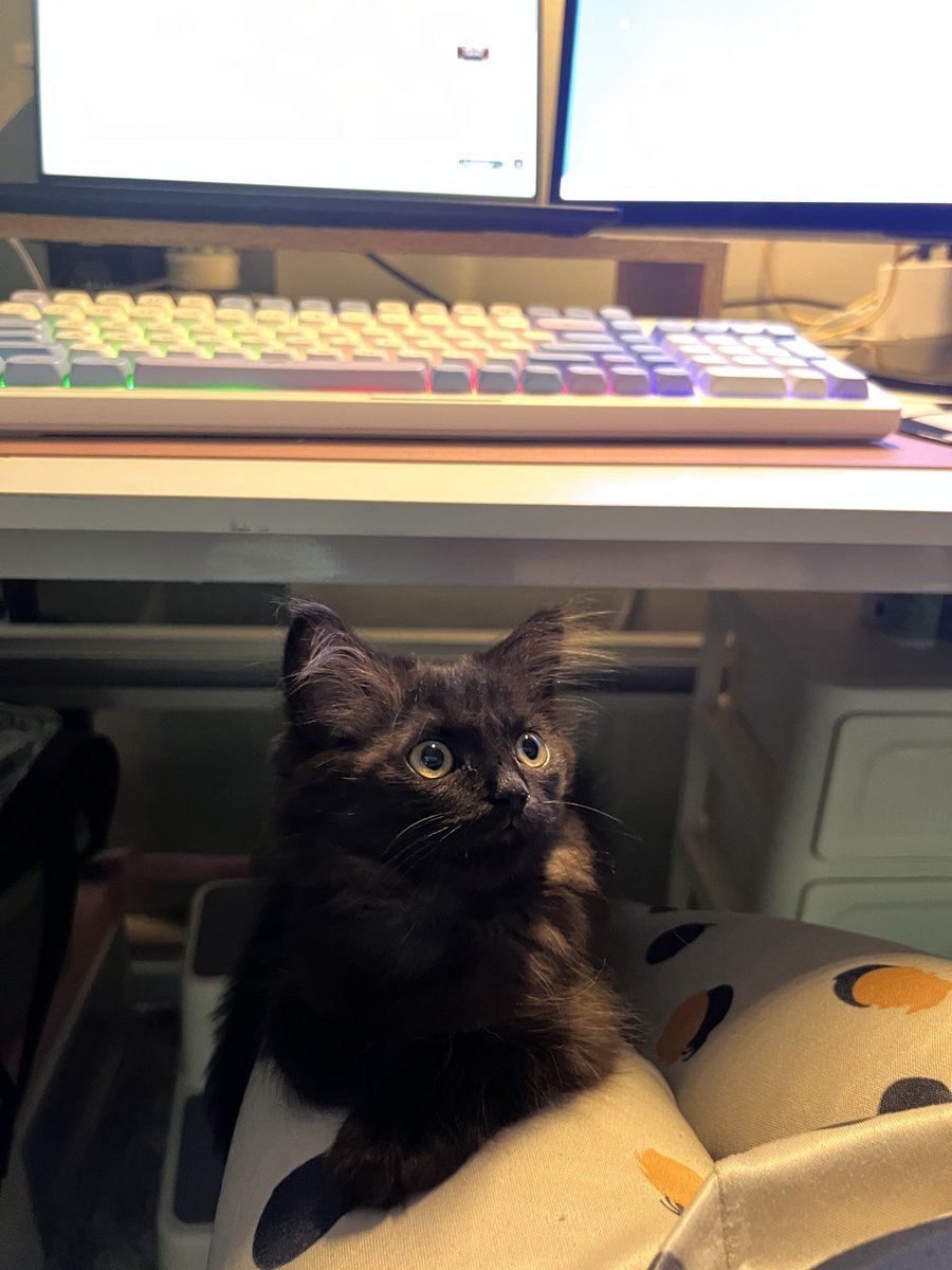 yorugid's tweet photo. Clover as my new work furbuddy 🤗🍀 https://t.co/p7XHrAk3Hd