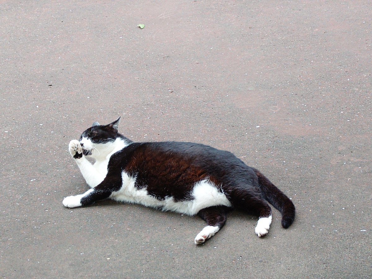 philonobass's tweet photo. 🐈‍⬛ https://t.co/uBFNQ7Mqgo