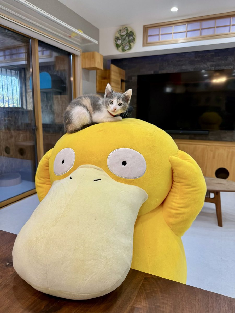 omochi_nam01's tweet photo. とうとう、おはぎもコダックに乗ったーーー！！！！！！！！  うちの子はみーーんなコダックに乗ってデカくなってきてるので嬉しい！！！ https://t.co/6jTMHiGQ2E