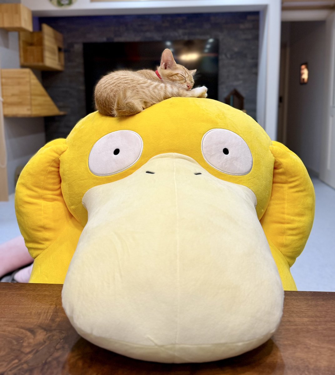 omochi_nam01's tweet photo. とうとう、おはぎもコダックに乗ったーーー！！！！！！！！  うちの子はみーーんなコダックに乗ってデカくなってきてるので嬉しい！！！ https://t.co/6jTMHiGQ2E
