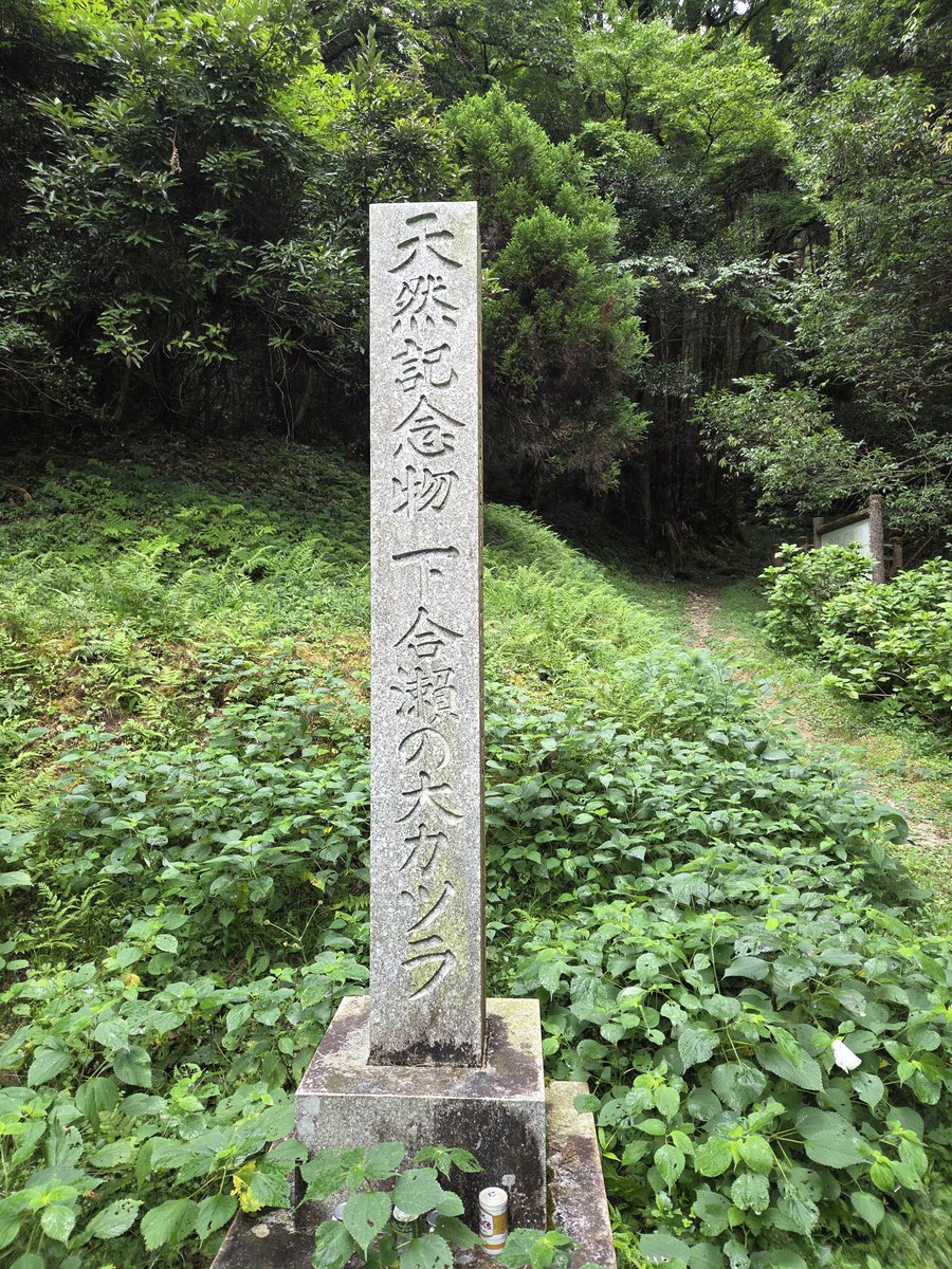 aigrazie2010's tweet photo. お盆休みの過日…佐賀市富士町・下合瀬の大カツラへ🌱

国の天然記念物であり、佐賀市の銘木珍木✨

緑が鮮やかに茂り、大好きな苔や 自然のアイビーがより趣きを添え目を楽しませてくれた😊

樹齢1000年の大桂のエネルギーにあやかりたいと想った日❤️•.☆*･ﾟ🕊️

#下合瀬の大カツラ
#国の天然記念物 https://t.co/GHJ3uPyweu