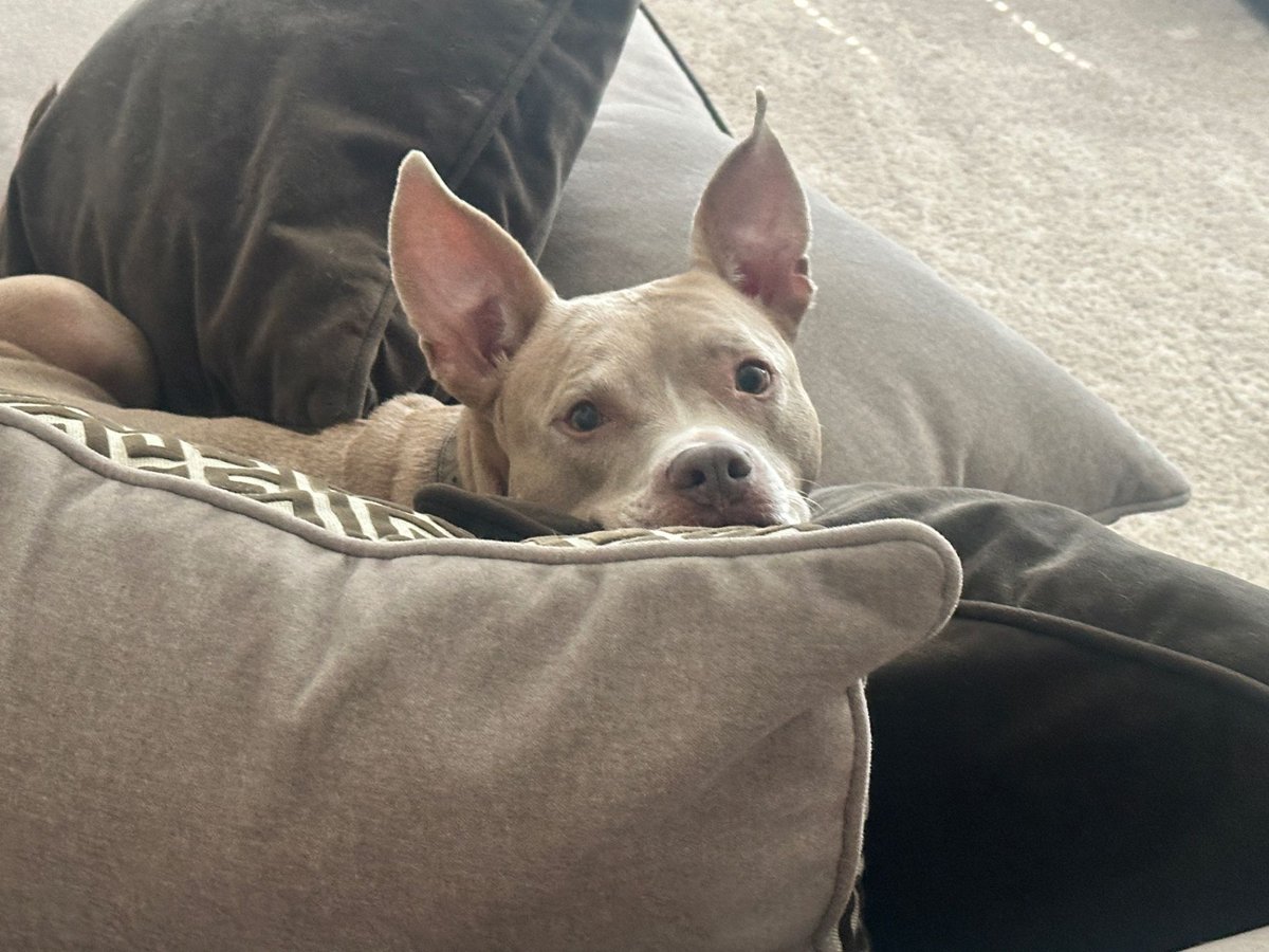 HarroonGroup's tweet photo. Fur-day Friday:Fiona🐾 
Shondrea Harroon PhD,REALTOR®
Harroon Realty Group|Fathom Realty. 
Guidance You Can Feel. Strategy You Can Trust. 
#FurdayFriday https://t.co/7pporWEWvF