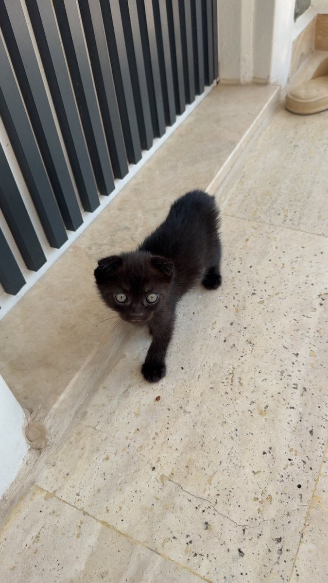 totorovekanki's tweet photo. İstanbul/Büyükçekmece acil yuva. İki yavru kardeş bahçeye terk edilmiş. Güvenlik önlemlerini alacak, uygun zamanda kısırlaştıracak, sevgiyle ve özenle büyütecek ömürlük ailelere sahiplendirileceklerdir. Bulundukları yerde vakitleri çok kısıtlı.
İletişim +90 532 617 14 85 https://t.co/J2cxrWB5sv