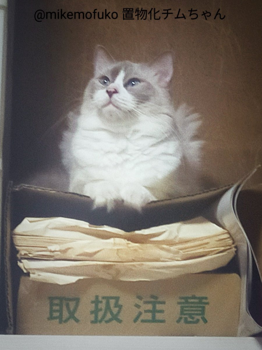 mikemofuko's tweet photo. なぬ？取扱注意とな？🤔
#猫好きな人と繋がりたい #猫がいる幸せ にゃんこのふりした怪獣か？😼🦖💥 https://t.co/bY1U0qZjzb