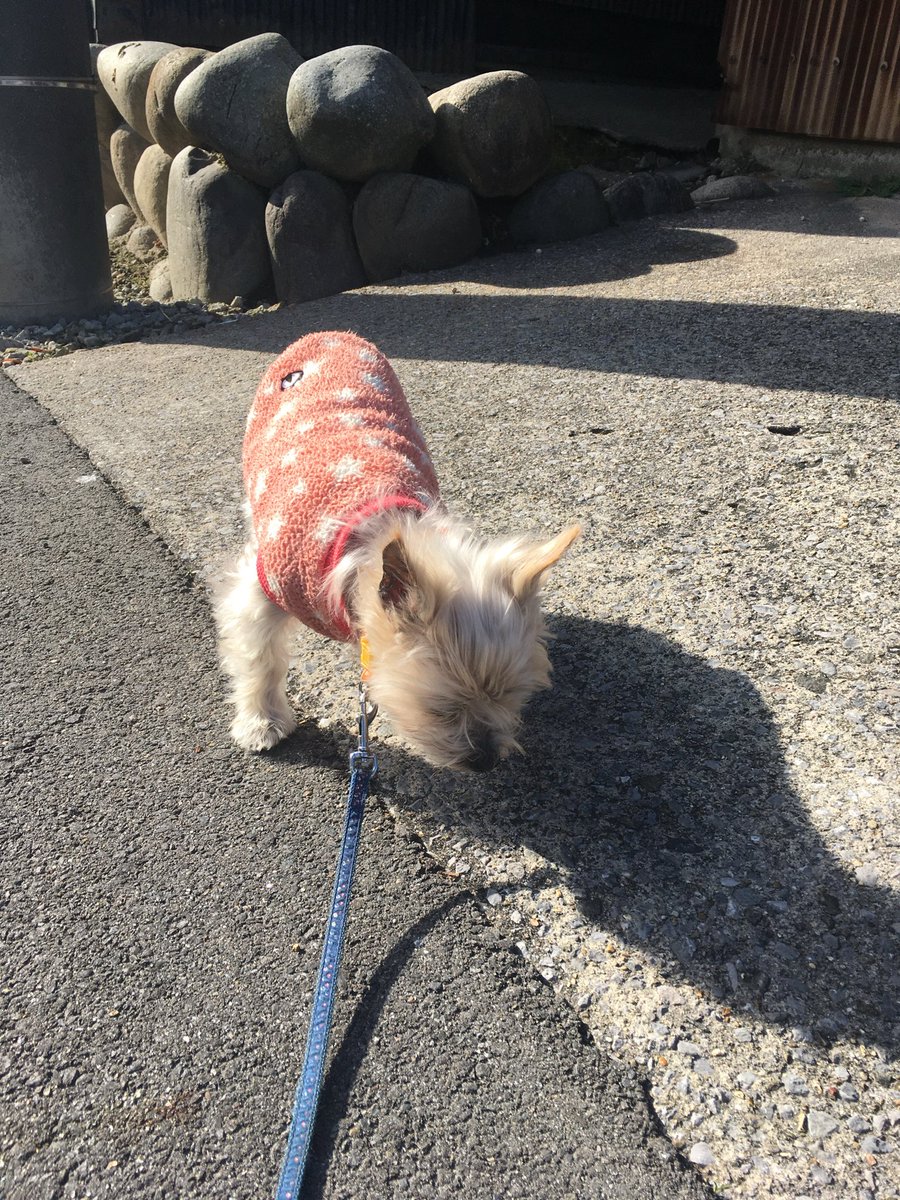 HtRon0601's tweet photo. 愚かでひ弱な人間よ🐶
私を思い通りに動かそうなどと考えるのが間違いだワン🐶
抱っこしろ🐶 https://t.co/lE5QTkHxjp