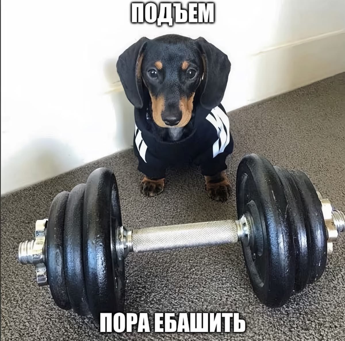 ailennn_als's tweet photo. Как заставить себя проснуттсч и встать https://t.co/eOqerDFPkP