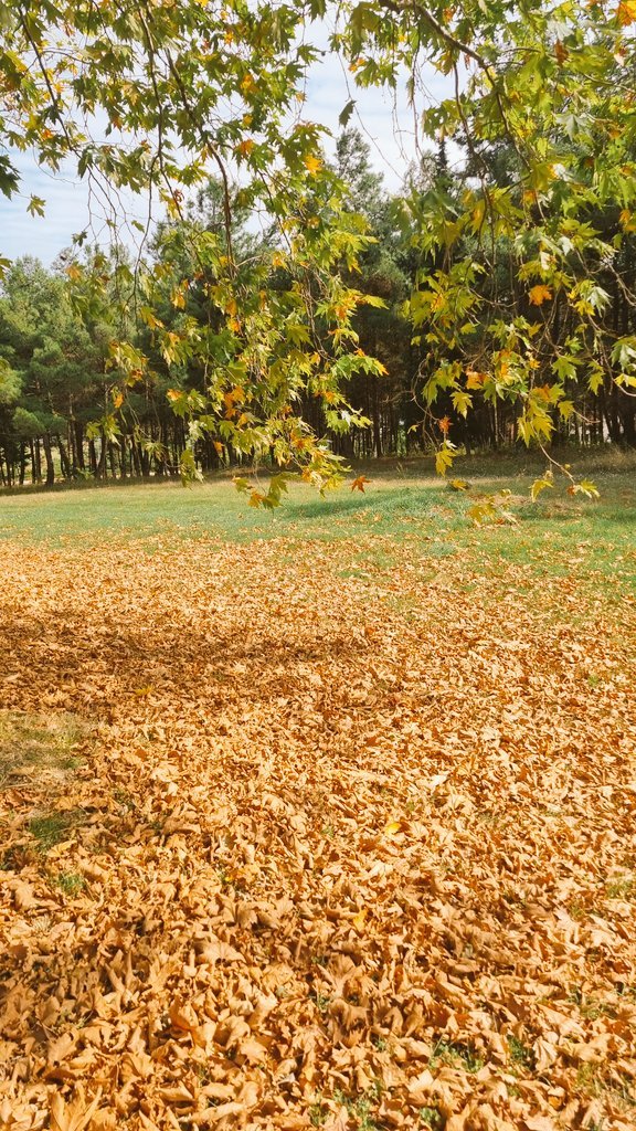 SedaNK_'s tweet photo. Sonbaharı yaratana şükürler olsun💛✨️ https://t.co/5lcCe3bMW4