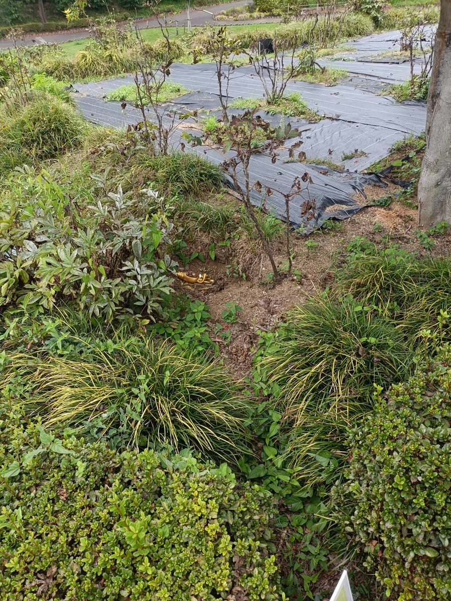 _Ryomarin's tweet photo. 埼玉県の牡丹園でやっているこびと図鑑のイベントに行ってきました！
意外に楽しかったww
リトルハナガシラが可哀想だった(笑) https://t.co/S90BYiHNAt