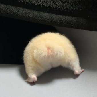 3byulskeeper's tweet photo. 내 🐹 https://t.co/VhYSiCSqp6