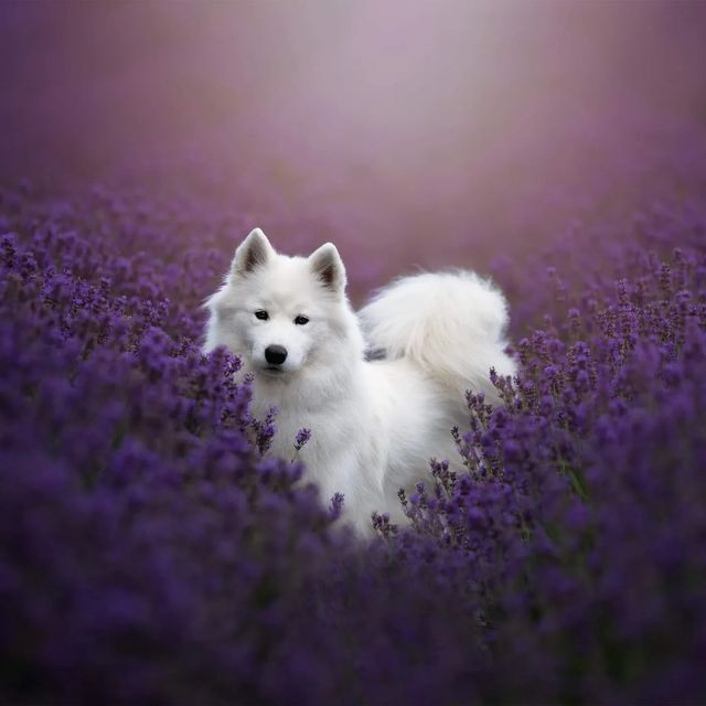 vivaneil1234's tweet photo. Reminder,your doing your best and your best doesn't have to be perfect.🐾😂 https://t.co/Twc2I5lN4V