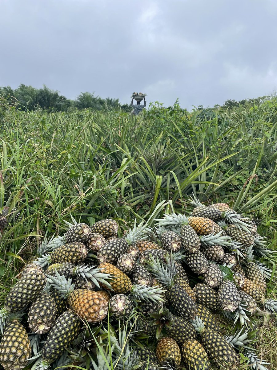Pentagro_vent's tweet photo. #harvestrandoms https://t.co/ZU3jRqJnna