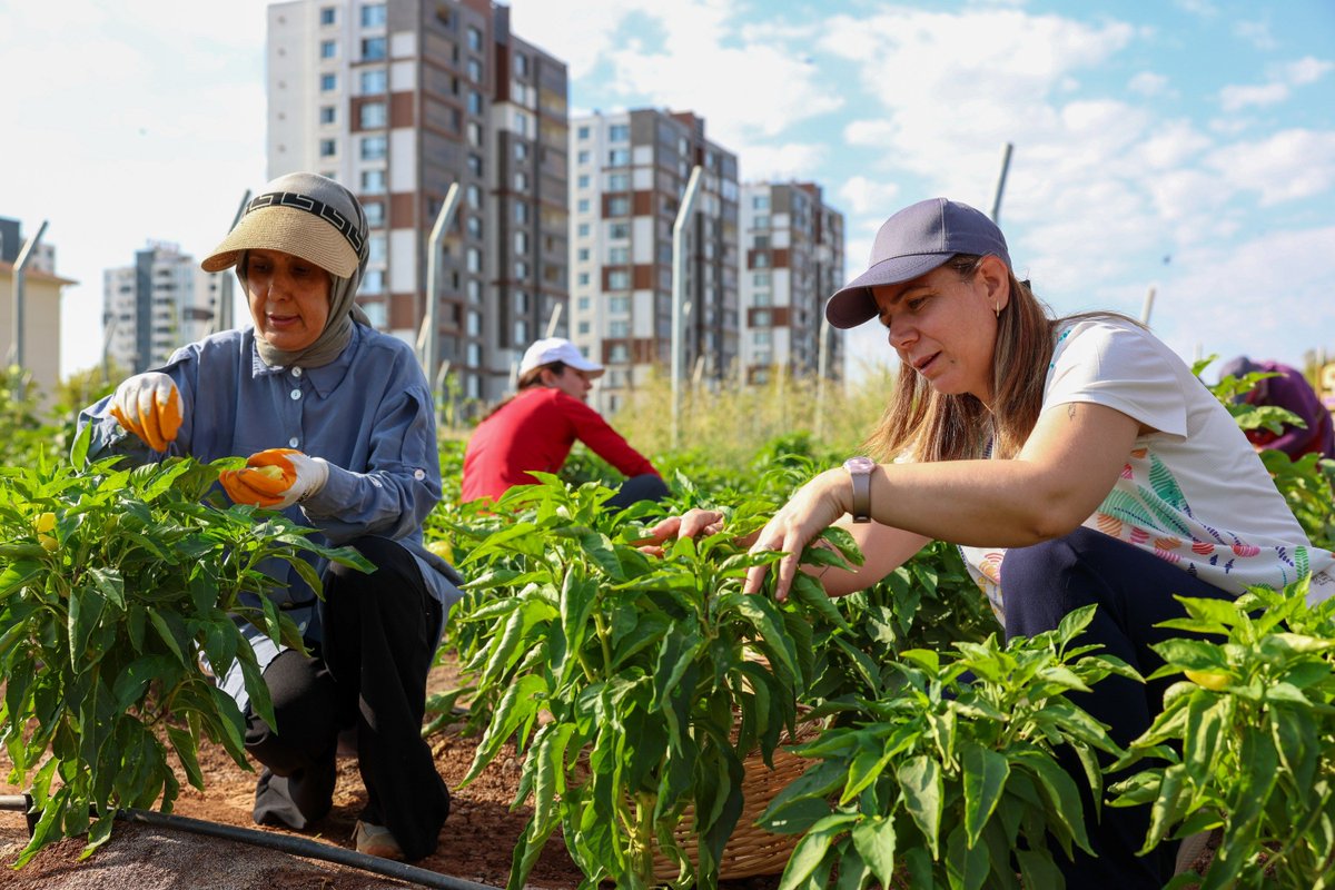 diyarbakirbld's tweet photo. 🟣 Eşbaşkanımız Bucak Üretici Kadınlarla Buluştu 🌾

📌 Eşbaşkanımız Serra Bucak, kadın ekonomisini güçlendirmek, yerel tohumları yaşatmak ve ekolojik üretimi teşvik etmek amacıyla hayata geçirilen Kadın Komün Kent Bostanları'nı ziyaret ederek üretici kadınlarla bir araya geldi. Bostan alanını gezerek ürünleri inceleyen ve hasada katılan Bucak, kadınlarla yürütülen çalışmalar hakkında sohbet etti. Bucak, kadınların üretime katılımının ve aralarındaki dayanışmanın güçlenmesinin önemine dikkat çekti. Kayapınar'ın Talaytepe Mahallesi'nde, Kadın Politikaları Dairesi Başkanlığı öncülüğünde kurulan bostanlarda sebzelerin yanı sıra tıbbi ve aromatik bitkiler de yetiştiriliyor. Ziyarette Bucak'a, Genel Sekreter Yardımcımız Zerin Türk, meclis üyelerimiz ve ilgili daire başkanlarımız eşlik etti.

🟣 Hevşaredara Me Bucak bi Jinên Hilberîner re Kom Bû 🌾

📌 Hevşaredara me Serra Bucak, ji bo bihêzkirina aboriya jinan, zindîhêlana tovên xwemalî û geşkirina hilberîna ekolojîk serdana Bîstanên Bajêr ên Komûna Jinan kir ku ji bo van armancan hatine avakirin û bi jinên hilberîner re hat ba hev. Bucak geryana qada bîstên kir, berhem lêkolîn kirin û beşdarî berhemhilanînê bû, li ser xebatan bi jinan re sohbet kir. Bucak bal kişand ser girîngiya beşdariya jinan a di hilberînê de û bihêzbûna piştgiriya di navbera wan de. Li Taxa Talaytepeyê ya Peyasê (Kayapinar), di bin pêşengiya Serokatiya Daîreya Polîtîkayên Jinan de di bîstanên hatine danîn de ji bilî sewzeyan, giyayên tibî û aromatîk jî têne çandin. Di vê serdanê de Alîkara Sekreterê Giştî Zerin Turk, endamên meclisê û serokên daîreyan yên têkildar li gel Bucakê bûn.

🟣 Hemşaredara Ma Bucak Cinîyanê Berhemardoxan Reyde Ameye Têhet 🌾

📌 Hemşaredara ma Serra Bucak, Bostananê Şaristanî yê Komunê Cinîyan ke bi amancê xurtkerdişê ekonomîya cinîyan, weşverdayîşê toximanê herêmkîyan û teşwîqkerdişê berhemardişê ekolojîkî ameyî bicaardiş, zîyaret kerdî û cinîyanê berhemardoxan reyde ameye têhet. Bucak warê bostanî ra gêraye, berhemî etud kerdî, beşdarê çînayîşî bîye û cinîyan reyde derheqê xebatan de ke yenê ramitiş, eleqedar bîye. Bucak bale ante muhîmîya beşdarîya cinîyan a berhemardişî û xurtbîyayîşê piştîpêdayîşê mabênê înan ser o. Bostanan de ke bi pêşengîya Serekîya Daîreya Polîtîkayanê Cinîyan Taxa Talaytepeyî ya Kayapinarî de ameyî awankerdiş, zerzewatan ra teber nebatê dermanî û aromatîkî zî yenê pîlkerdiş. Zîyaretî de Hetkara Sekreterê Pêroyî Zerîn Turk, endamê meclîsê ma û serekê daîreyanê ma yê têkilîdaran Bucak reyde bîyî.

#Diyarbakır #Amed #KadınKentiAmed