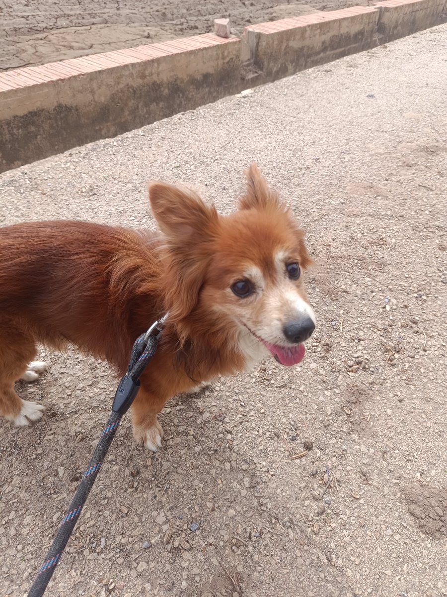 GazzettaLUD's tweet photo. He atrapado a este perrete a la altura de Meliana. Por fa, difundid para que su familia pueda recuperarlo.

En principio se marcha a la perrera y mirarán si tiene chip. https://t.co/23VZzS1s00