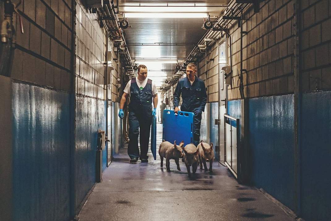se_varkens's tweet photo. Een lange staart begint niet pas wanneer de #biggen in de stal arriveren. Volgens Leon Rijkers moeten medewerkers, adviseurs en ketenpartners al aan de tekentafel weten wat het doel is. #krulstaart #varkenshouderij
https://t.co/ImYro3n118 https://t.co/bDEjV4FfMR