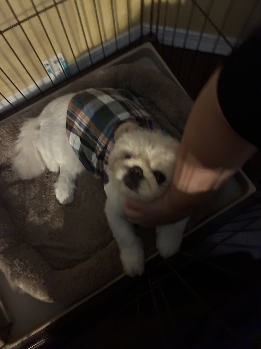kanimiso_lovers's tweet photo. 撫でさせてやっても、いいわよ。 https://t.co/jZHCqS0oWL