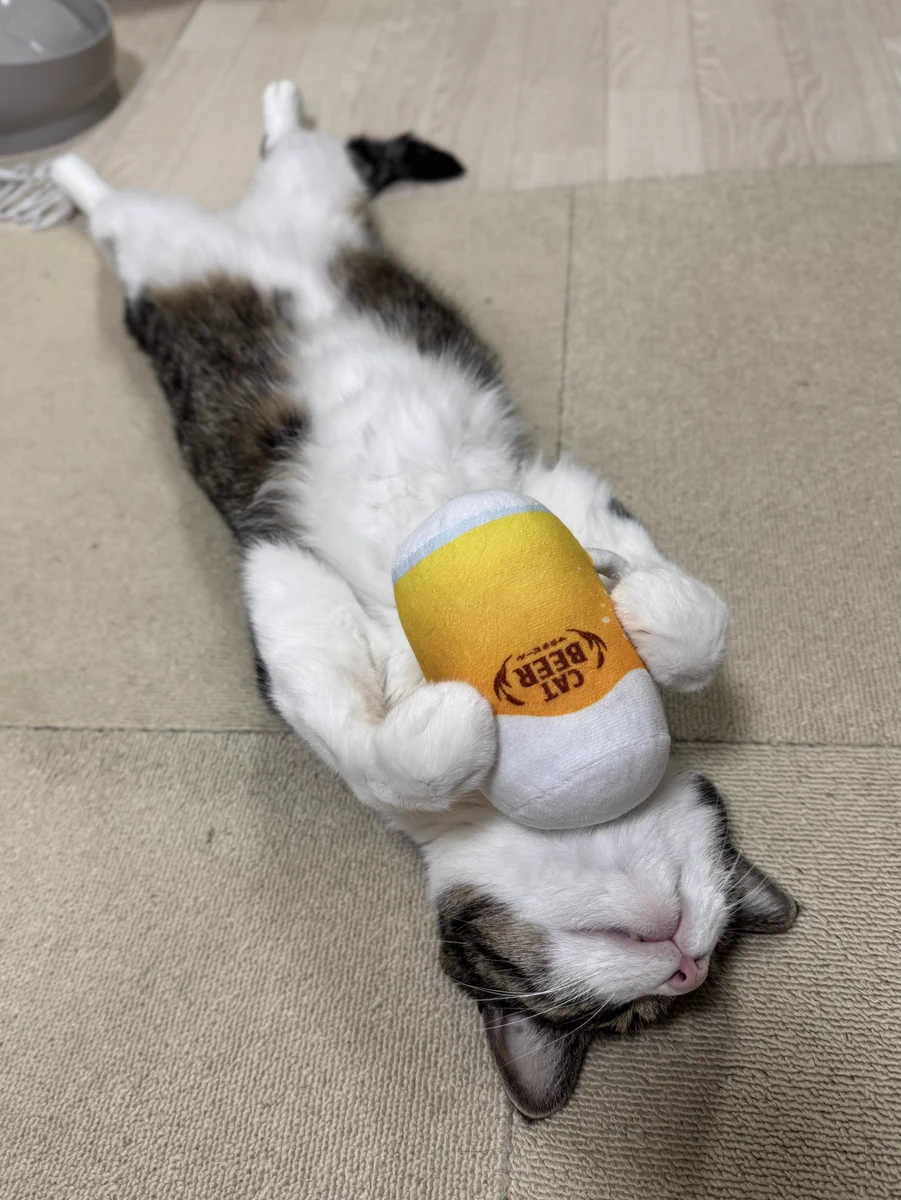 ぎんのねこ على X: 