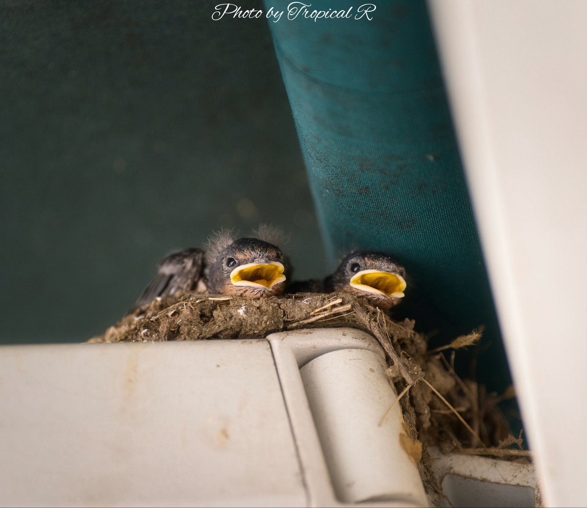 butterfly48R's tweet photo. ごはん、まだですか？

Someday, We’ll Touch the Sky.

#Swallow
#NaturePhotography
#WildlifePhotography https://t.co/Xcirv6oR4V