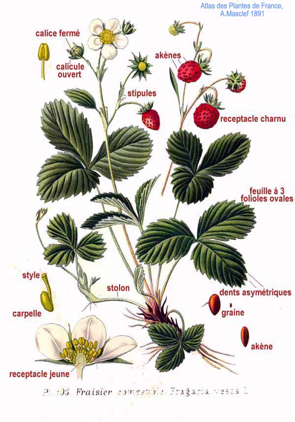Iurkingheart's tweet photo. They all have strawberries and their flowers... cute. very cute. https://t.co/8CSju2iOTH