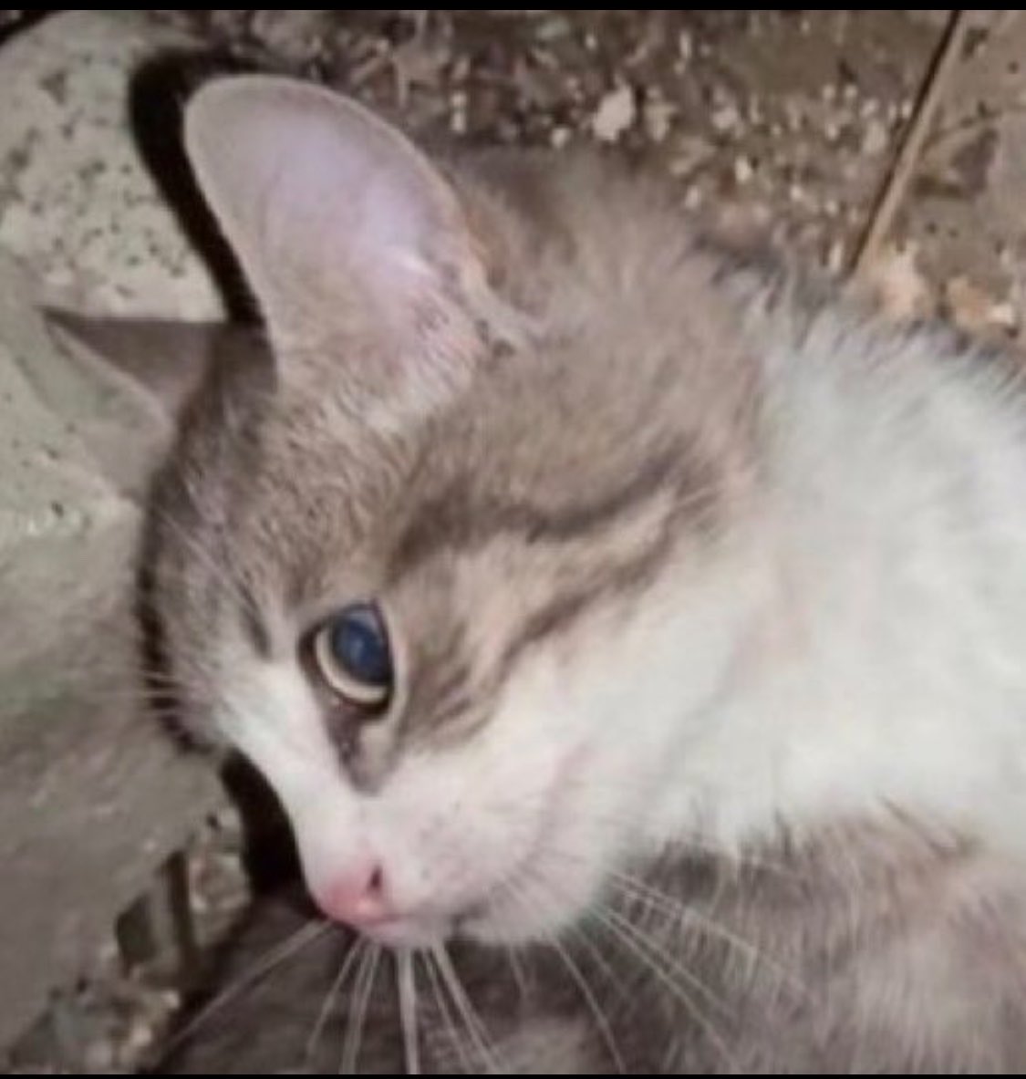 BetterCallMedhi's tweet photo. ce qui s’est passé en Turquie avec ce chaton est d’une cruauté abjecte 

j’espère vraiment que les responsables vont prendre tarif avant même d’être livrés à la justice

insupportable de voir ça, s'en prendre à un chaton c'est de la pure lâcheté https://t.co/iJIum5BB9C