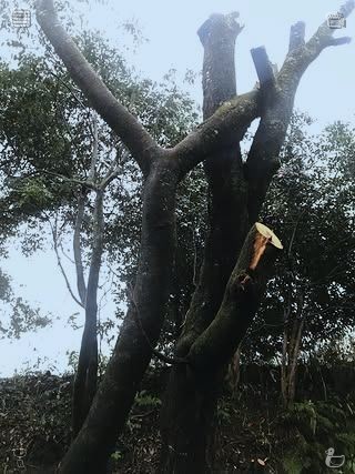 hiBoki tweet picture