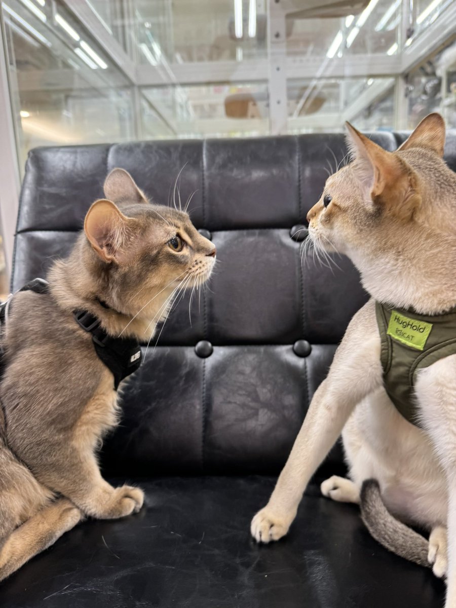 neko_unyu's tweet photo. インディとオリバー( @indi_tonkinese )の #オリバー 兄さんに「俺が歳上だかんな」の図。
#歌舞伎 「えっ、、、そなんすか、、」の顔。
触れ合いは人間にとって面白い体験です。
#猫 #ソマリ #Somali #KABUKI #トンキニーズ #Tonkinese #unyu #インディとオリバー #運輸 #いんおりかぶ https://t.co/Z8l3xYgwHr