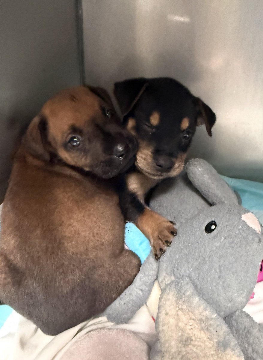 LolaPatolla's tweet photo. It’s $5 Friday!!!
We were contacted by our vet about a stray puppy.
We agreed to help Archie.
Two days later, our vet tech said someone just brought in his brother found stray!
Of course we said yes to Alfie too!
If you’d like to help two puppies get puppy care, we thank you!
https://t.co/NbijsRgzma