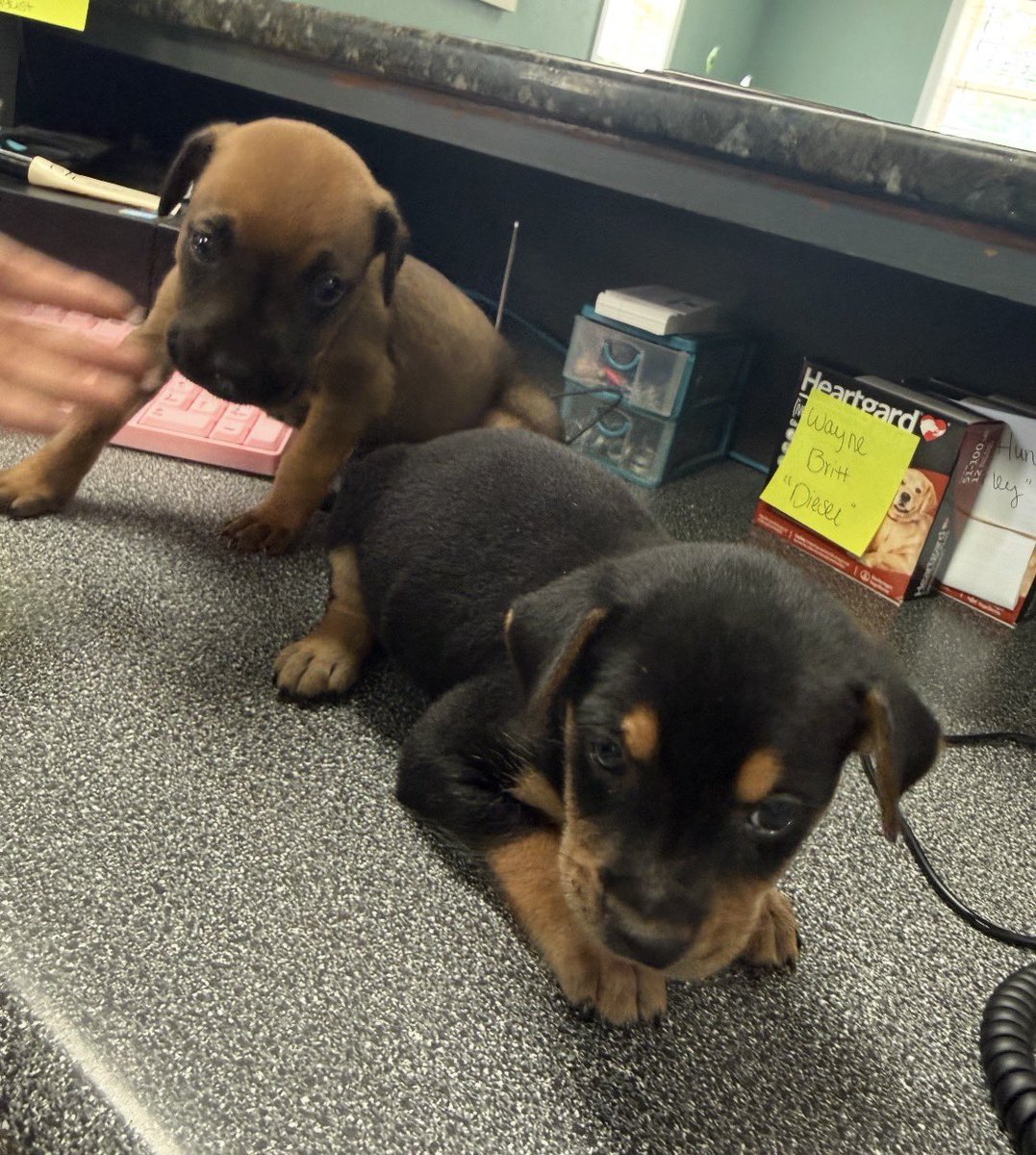 LolaPatolla's tweet photo. It’s $5 Friday!!!
We were contacted by our vet about a stray puppy.
We agreed to help Archie.
Two days later, our vet tech said someone just brought in his brother found stray!
Of course we said yes to Alfie too!
If you’d like to help two puppies get puppy care, we thank you!
https://t.co/NbijsRgzma