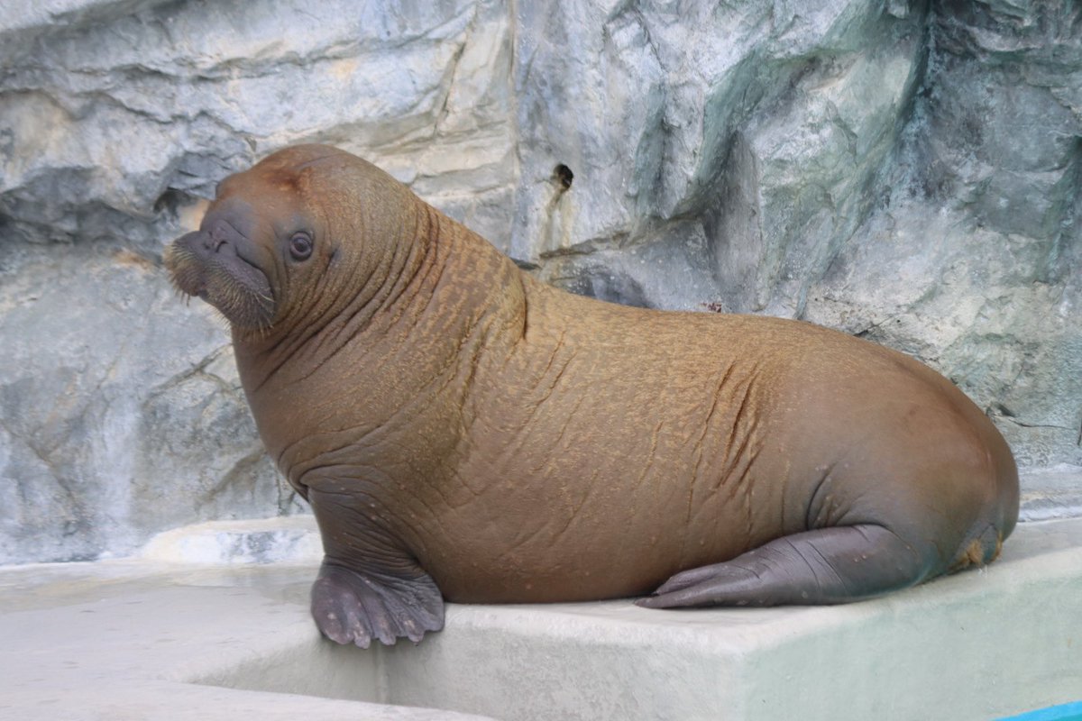 favorite_walrus tweet picture