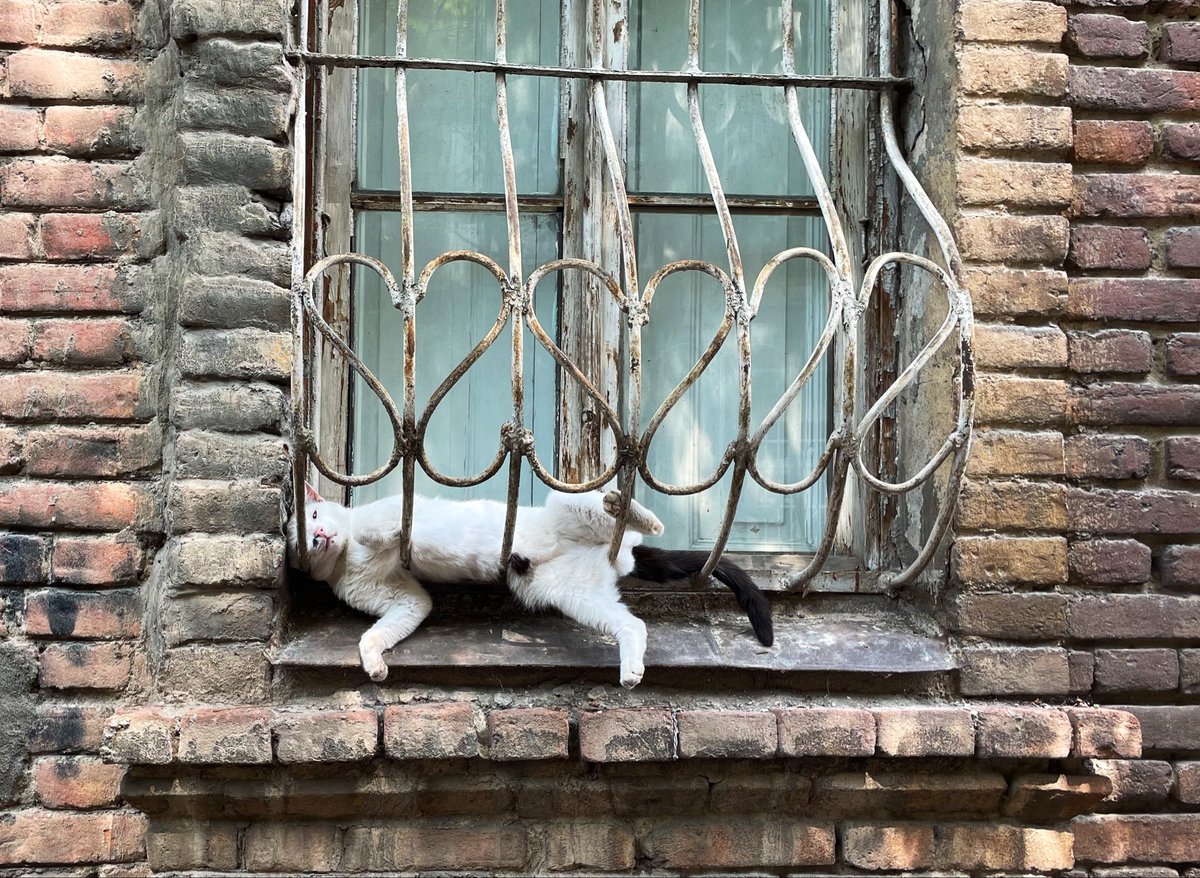 BaronFrankal's tweet photo. #Tbilisi #Georgia #photo #PhotoOftheDay #Photography #Lada #twins #cat #rhino #Wildlife #conservation https://t.co/H3TFhVrXXq