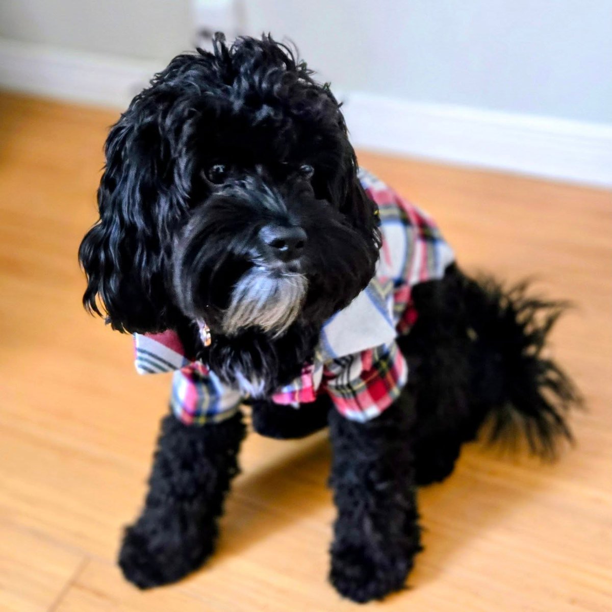 611186's tweet photo. Hey hoomum, why is baby sis all dressed up on my page? She looks LinkedIn-ready! @ruthgoudie https://t.co/ipyPKfZN7O