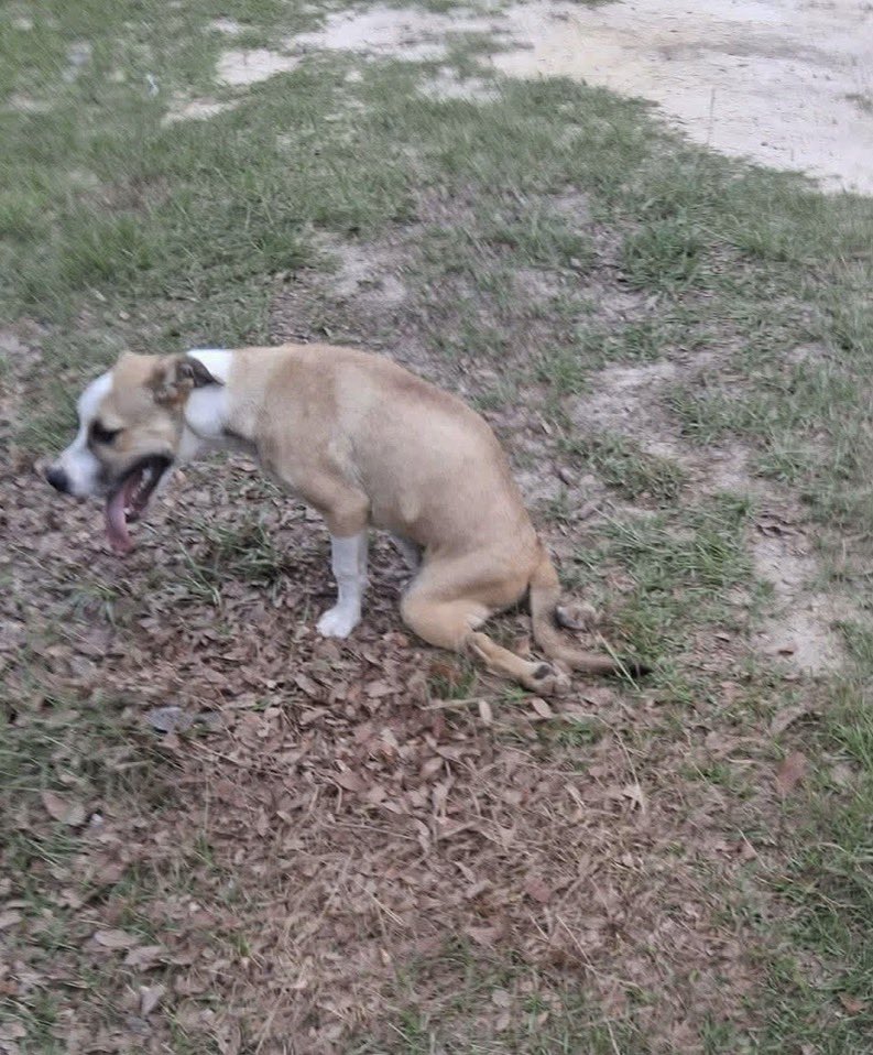 LolaPatolla's tweet photo. It’s $5 Friday!
We recently had a situation where we couldn’t look away.
An injured puppy, unable to use his back legs, stray, homeless.
Someone was feeding, no one getting him to safety.
Seeing him struggle felt inhumane.
Donations so very appreciated for Otis♥️
https://t.co/CBzWXvUoGh