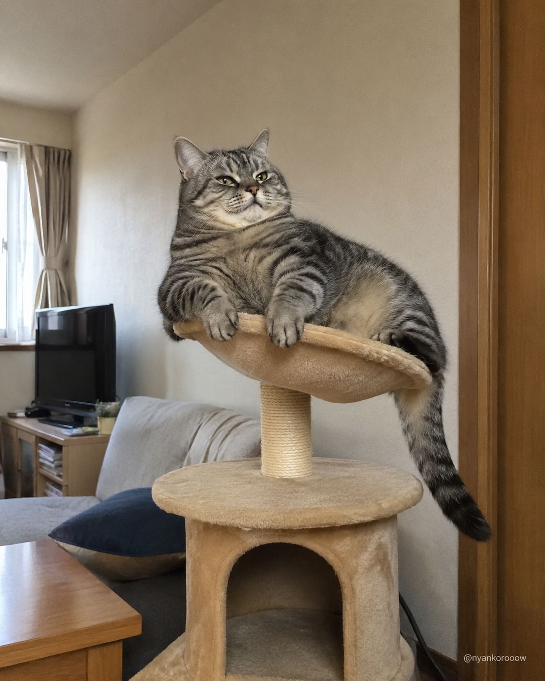 にゃん太郎｜猫画像｜Funny Cats on X: 