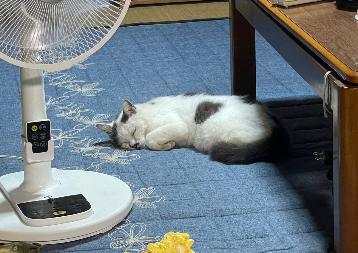 nyaaa_____nchu's tweet photo. ｽﾔｧ https://t.co/bnmBmwhCWA