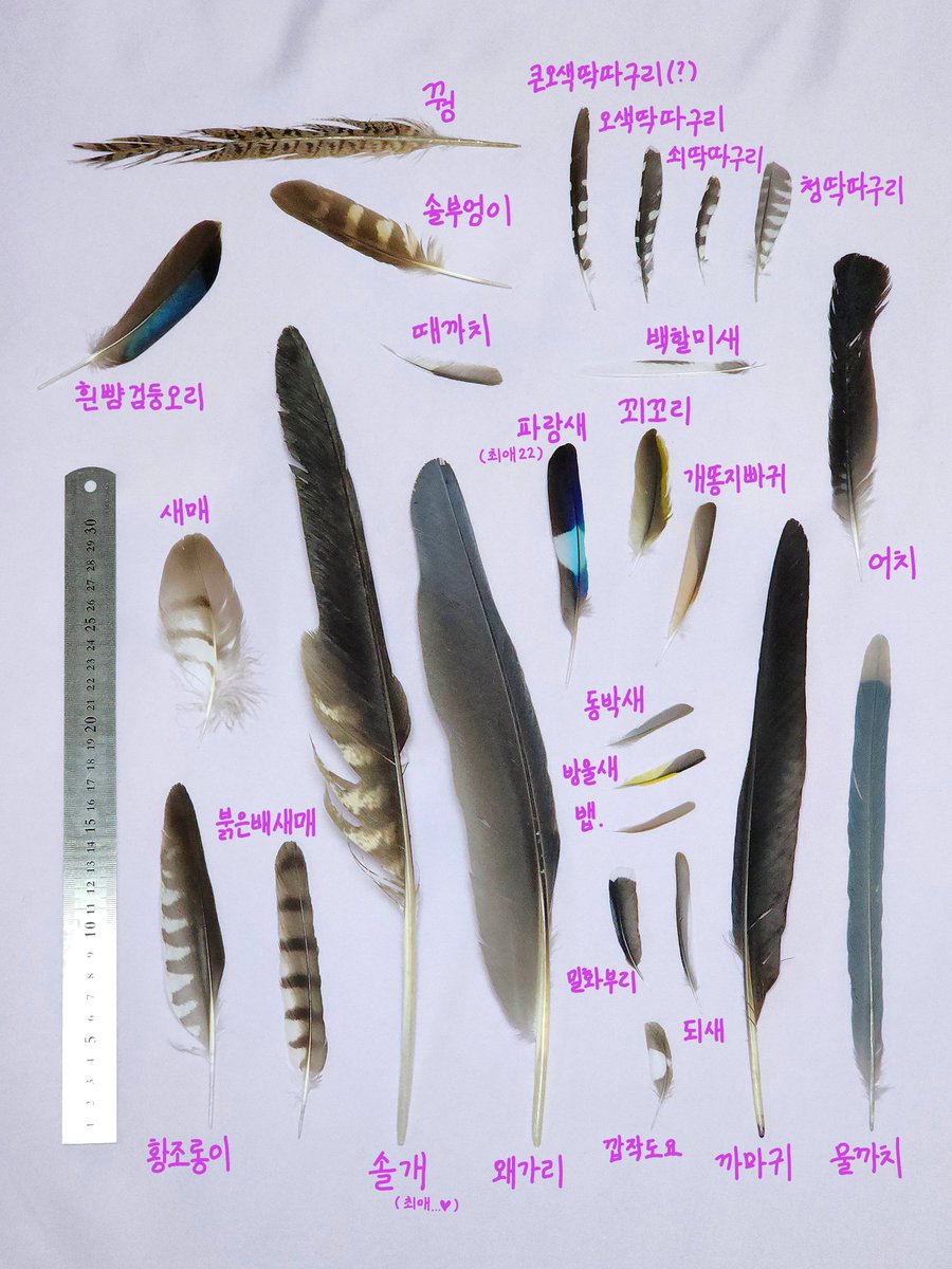 pom0bird's tweet photo. 아끼는 깃털 라인업
1년 만의 업데이트!
역시 맹금과 알록달록한 친구들이 좋아요 https://t.co/P2adzjdJer