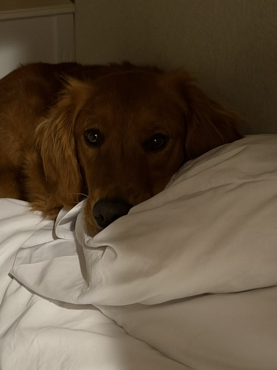 PetMayorNatty's tweet photo. https://t.co/5h505iBlQo