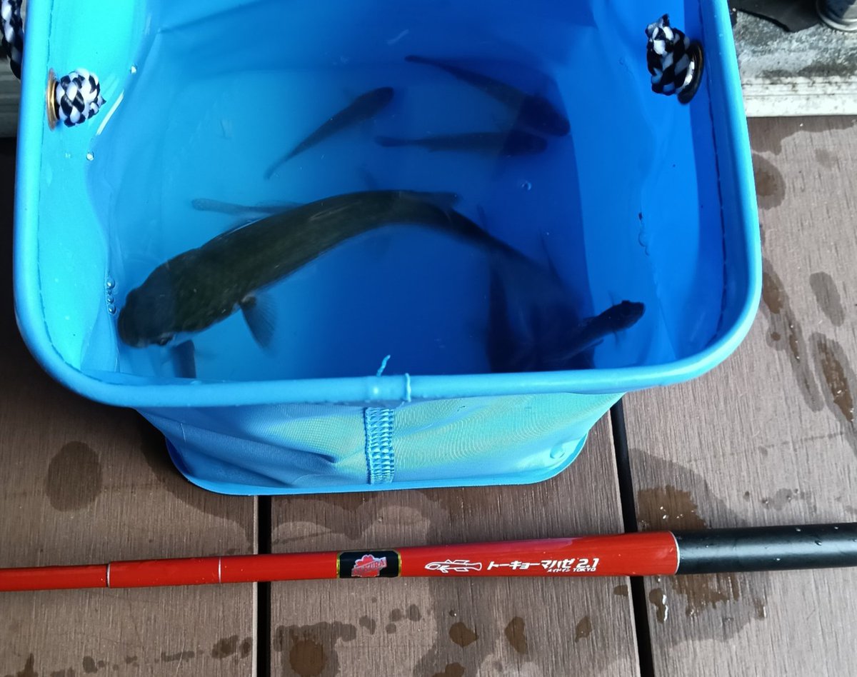 badmkd's tweet photo. 今朝は雨の中、ハゼ釣り
スカイツリー下で楽しみました
小さめ多いも数が出たので満足👍️

いつも以上にボラの群れが多いと思っていたら...釣れちゃいました😅
東京マハゼの柔らかいロッドが大きくしなりボラの引きを堪能😆 https://t.co/lufS4sTNH6